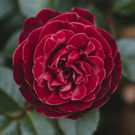 Rosenstöcke pflanzen